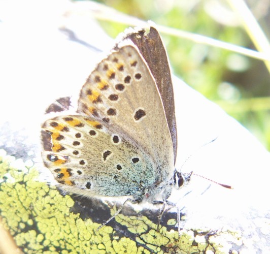 Plebejus?